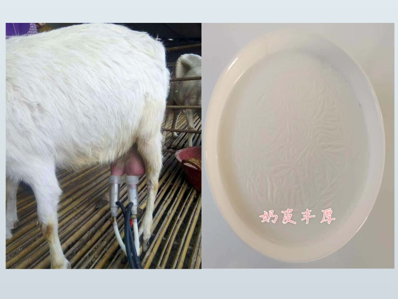 奶羊飼料中添加酵母硒